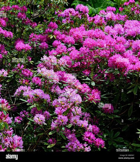 jardin de rhododendrons en fleurs