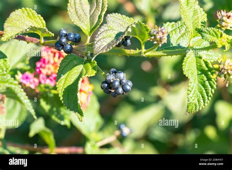 Baies de Lantana camara noires et mûres sur la plante