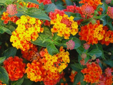 Plantation de Lantana camara en massif ensoleillé