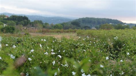Champs de jasmin à Grasse au lever du soleil