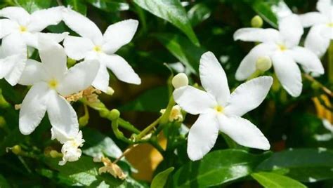 Fleur de Jasminum Grandiflorum