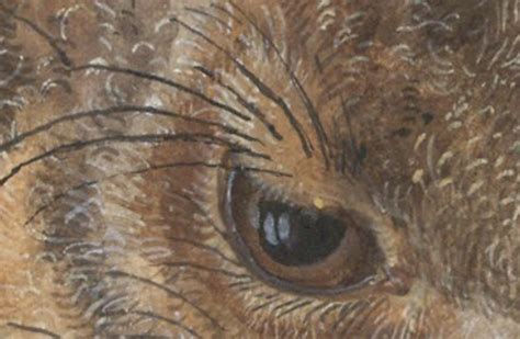 Détail de l'œil du Lièvre de Dürer
