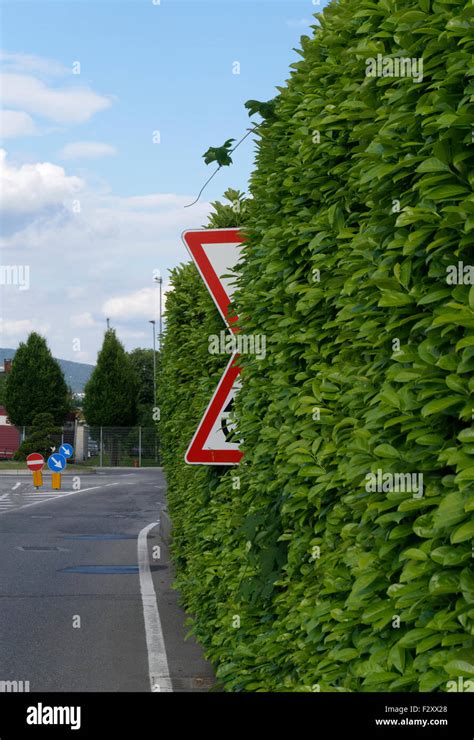 panneau de signalisation caché par la végétation