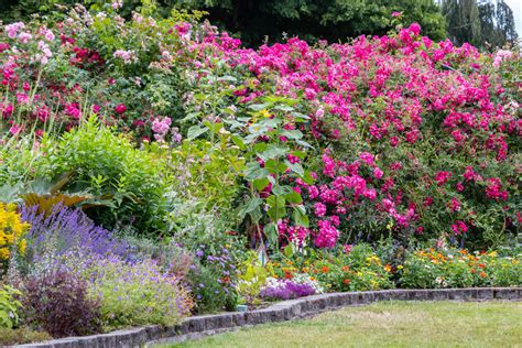 Un jardin diversifié avec des fleurs compagnes au pied des rosiers