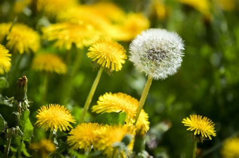 Photo de pissenlits en fleur avec leurs caractéristiques distinctives