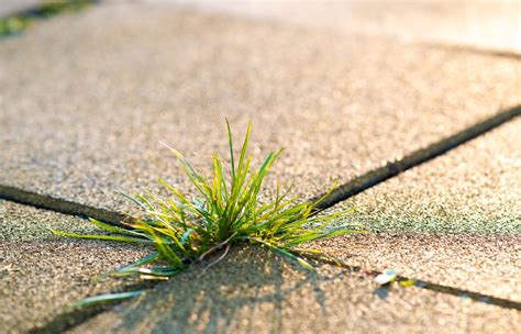 Photo de mauvaises herbes poussant entre les dalles d'une terrasse
