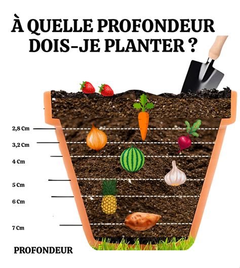 Légumes fraîchement plantés après travail du sol