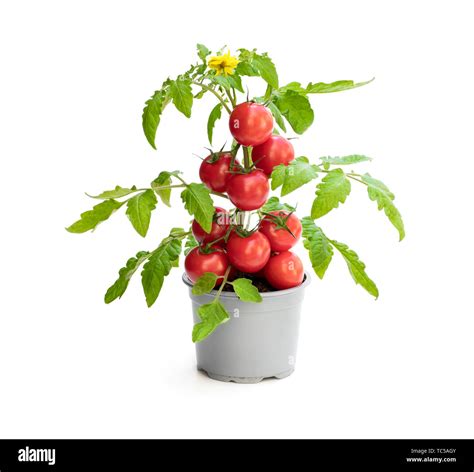 Illustration d'un plant de tomate 'Corazon F1' avec des fruits rouges en forme de poire