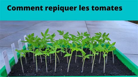 Diagramme illustrant les étapes de semis et repiquage des tomates