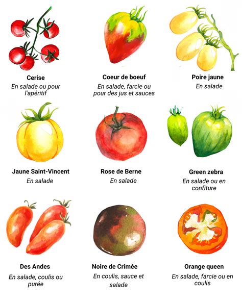 Infographie présentant les différents types de tomates et leurs usages