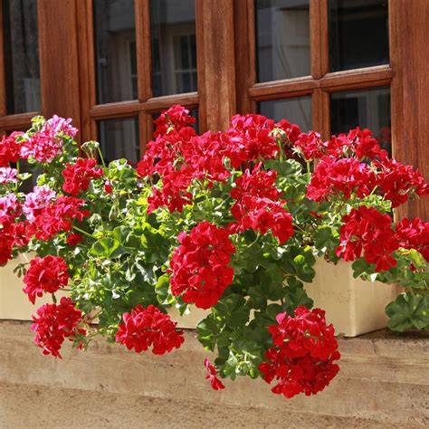 Géranium lierre double en jardinière