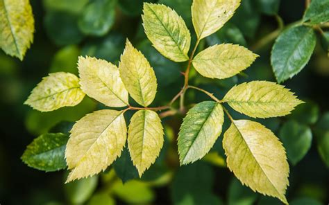 Rosier grimpant aux feuilles jaunies et sèches