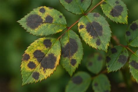 Illustration des différents types de taches fongiques sur les feuilles de rosier