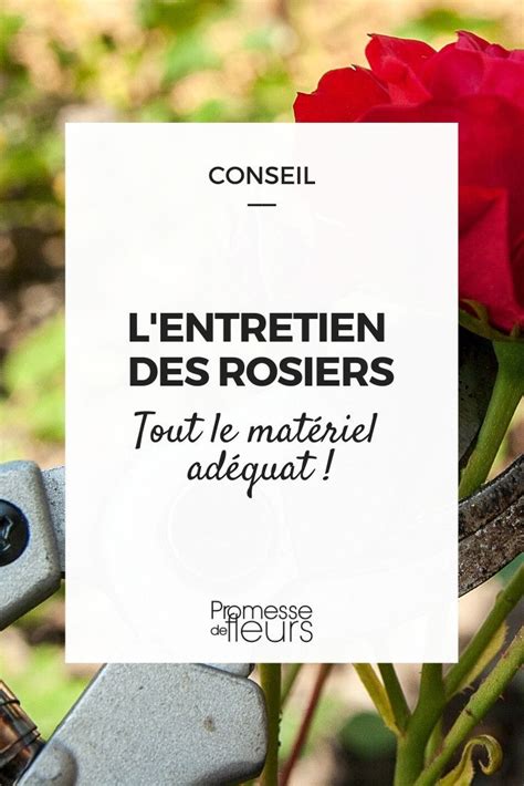 Infographie sur l'arrosage adéquat des rosiers