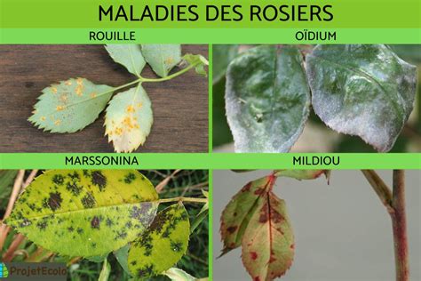 Tableau récapitulatif des ravageurs des rosiers et de leurs symptômes