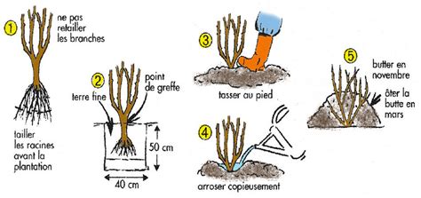 Schéma illustrant la profondeur de plantation correcte d'un rosier