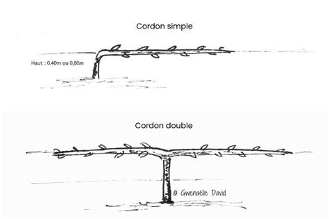 Illustration d'un pommier taillé en cordon simple
