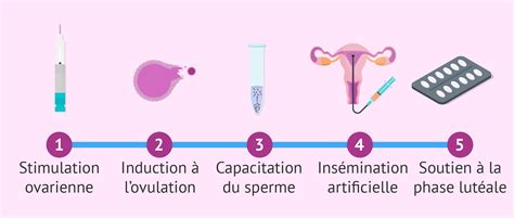 Schéma processus insémination artificielle éléphant