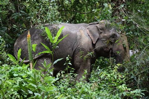 Eléphant d'Asie au Laos