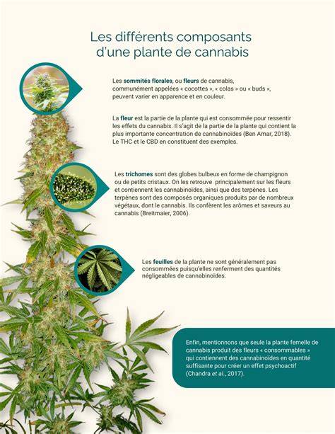 Illustration d'une plante de cannabis saine