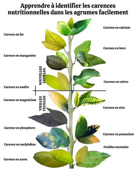 Infographie comparant les symptômes de carences en fer, magnésium et zinc sur les jeunes feuilles
