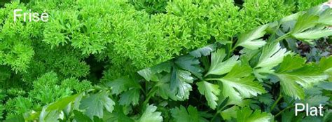 Illustration des différentes variétés de persil : frisé, plat et tubéreux.