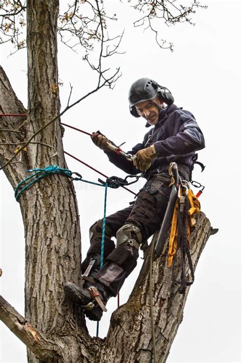 personne grimpant à un arbre avec un harnais