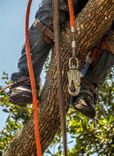 équipement de sécurité pour la grimpe d'arbres