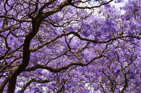 Jacaranda en fleurs dans un jardin méditerranéen