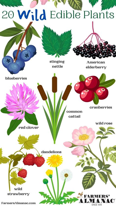 Illustration of various wild edible plants in a natural setting