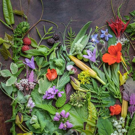 Cooking workshop with wild edible plants