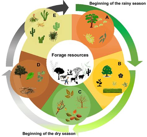Diagram illustrating the stages of a foraging and cooking workshop (identification, collection, preparation, tasting)