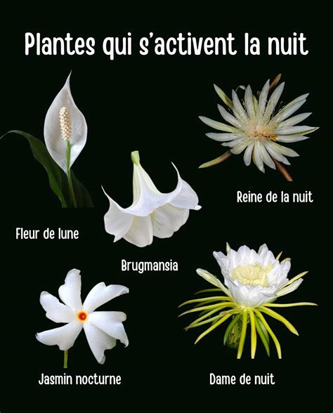 Illustration montrant des plantes qui s'épanouissent ensemble et d'autres qui se nuisent.