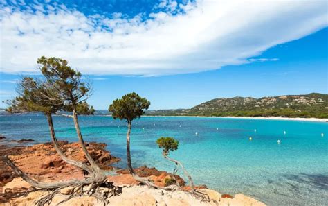 Paysage typique du Var avec des pins parasols et la mer en arrière-plan