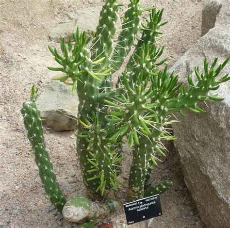 Opuntia subulata dans son habitat naturel