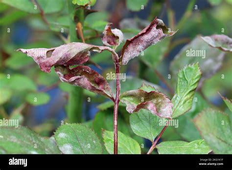 Gros plan sur les tiges et les épines de l'Opuntia subulata