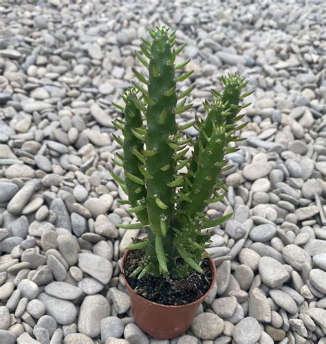 Opuntia subulata en pot d'intérieur