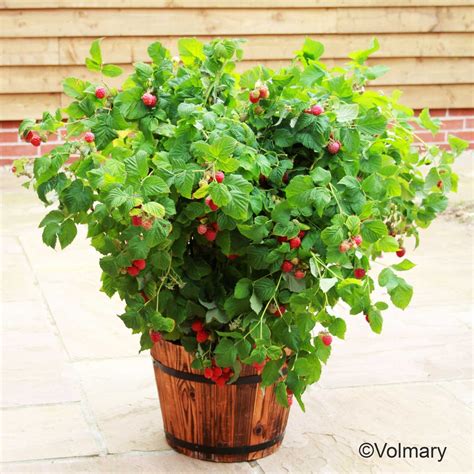 Framboisier Ruby Beauty en pot sur un balcon