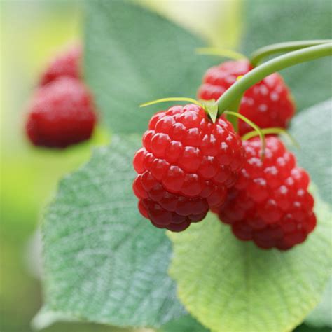 Fleurs blanches du framboisier Ruby Beauty