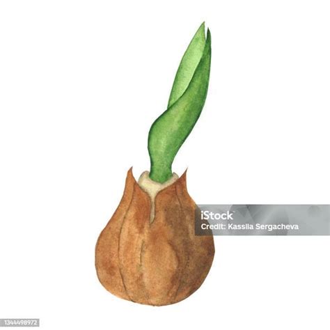 Dessin de mulot en train de grignoter un bulbe de tulipe