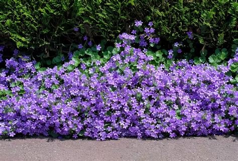 Plantes couvre-sol pour talus