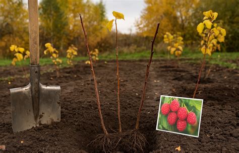 Planter des framboisiers en ligne dans un jardin potager