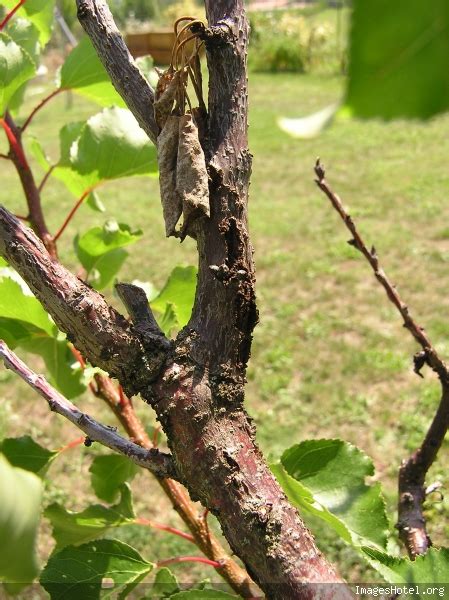 Schéma des maladies de l'abricotier