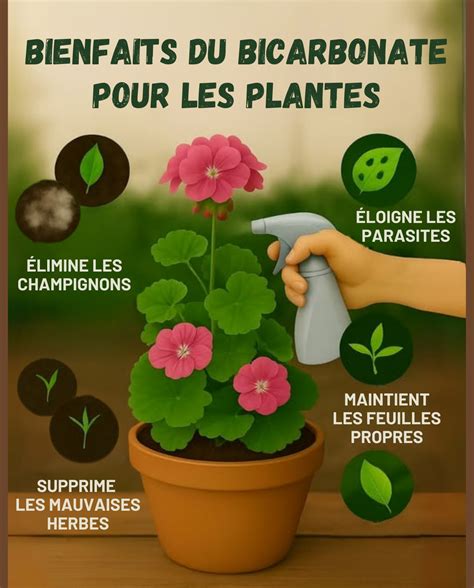 Dosage du bicarbonate pour les plantes