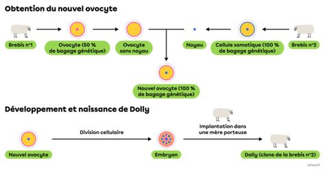 Schéma du processus de clonage reproductif de la brebis Dolly
