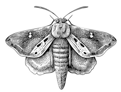 Illustration d'un papillon de nuit butinant une fleur dans l'obscurité