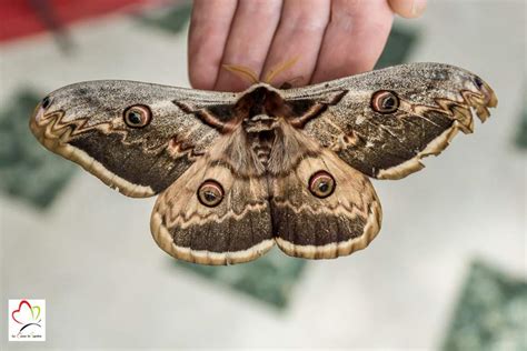 Gros plan sur un papillon de nuit velu, couvert de pollen