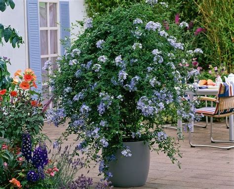 Arbuste fleuri en pot sur un balcon
