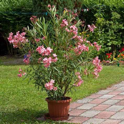 Laurier rose nain en fleurs