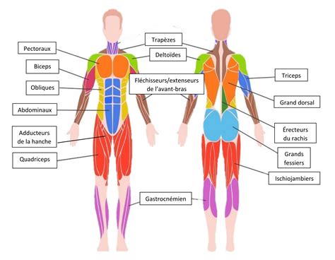 Diagramme montrant les muscles sollicités lors de l'escalade